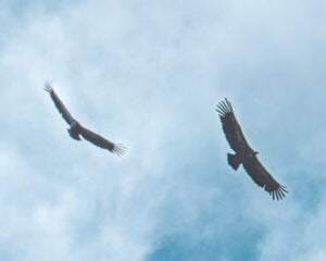 Gieren in de lucht 