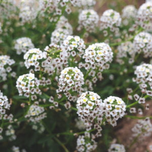 bloemen op de baan