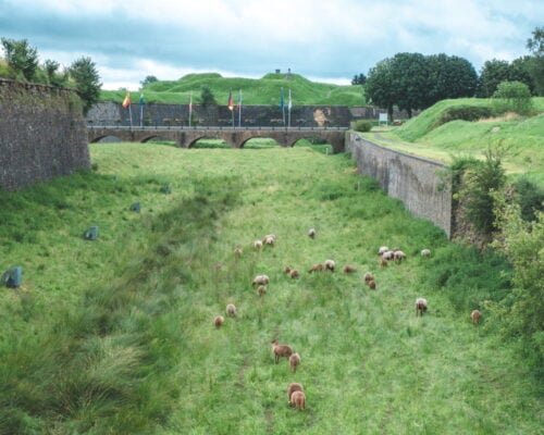 moutons rocroi