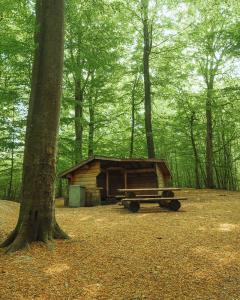 Hut in het bos