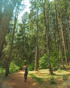 Enorme bomen in Zweden