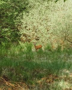 Wild life Torups Slott