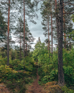 Hiking trail Sweden