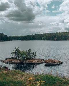 Hjorten Zuid-Zweden Natuurreis