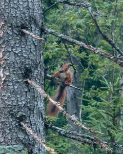 eekhoorn in het bos