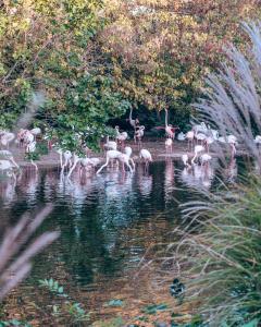 Flamingo's in Parc de la Tête d'Or 