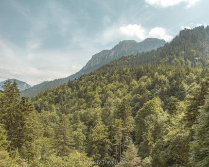 Weelderig bos naast neuschwanstein