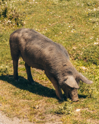 Wilde zwijnen in het Gennargentu Nationaal Park