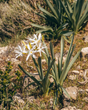 Zeldzame Pancratium Illyricum op Monte Fumai, een witte zeelelie gezien op Corsica en Sardinië op rotsen. 