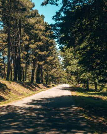 Weg in het Gennargentu Nationaal Park door het bos