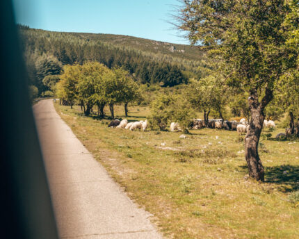 Schapen langs de weg in nationaal park Gennargentu