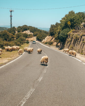 Schapen op de weg in Sardinië