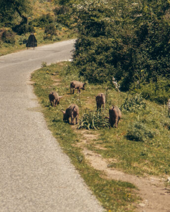 Wilde biggetjes in het Gennargentu Nationaal Park. 