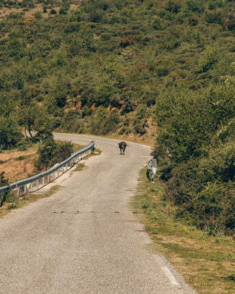 koe op de weg in nationaal park Gennargentu