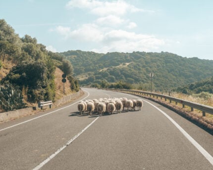 Sardinia inland road with scheep. 